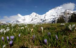 images/Fotos/Natur/Alpen/thumbs//Alpen-Eiger_Moench_Jungfrau_9157.jpg